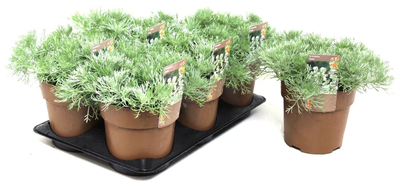 Artemisia schmidt. 'Nana' - C1,5